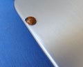 Small Ladybug on Metal Surface and Blue Fabric Background