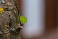 Closeup of a small leaf growing on a tree under the sunlight with a blurry background Royalty Free Stock Photo