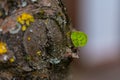 Closeup of a small leaf growing on a tree under the sunlight with a blurry background Royalty Free Stock Photo