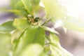 Closeup of small lemon Royalty Free Stock Photo