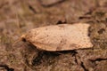 Closeup on a small lightbrown Tortrix moth, Acleris notata, sitting on wood