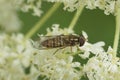 Closeup on a small marmalade hoverfly, Episyrphus balteatus sitting on a white flower