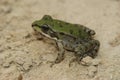 Closeup on a small mediterranean European pool frog, Pelophylax lessonae Royalty Free Stock Photo