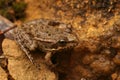 Closeup on a small mediterranean European pool frog, Pelophylax lessonae Royalty Free Stock Photo