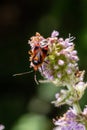 Closeup on a small Mirid bug, Deraeocoris ruber , hanging on a green leaf in the garden Royalty Free Stock Photo