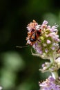 Closeup on a small Mirid bug, Deraeocoris ruber , hanging on a green leaf in the garden Royalty Free Stock Photo