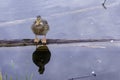 Closeup of a small mottled duck standing on wood and reflecting on Nepean River in Ontario