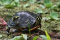 Closeup of a small Mud turtle on a mossy wood on a lake
