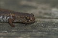 Closeup on the small North american Four-toed salamander, Hemidactylium scutatum Royalty Free Stock Photo