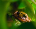 Closeup of a small Oak Toad sitting on leaves under sunlight with a blurry background Royalty Free Stock Photo