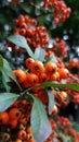 Closeup of small orange ripe berries among green leaves. Autumn seasonal berries closeup with  blurry green foliage background. Royalty Free Stock Photo