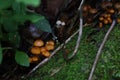 Closeup of small, orange wild mushrooms spread out on the ground of the forest Royalty Free Stock Photo