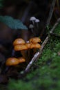 Closeup of small, orange wild mushrooms spread out on the ground of the forest Royalty Free Stock Photo