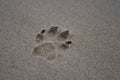 Closeup of a small pawprint of a dog in the sand