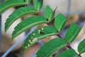 Closeup of a small pear slug damaging leaves Royalty Free Stock Photo