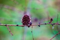 Closeup of a small pinecone on tree branch against blur background Royalty Free Stock Photo