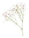 Closeup of small pink gypsophila flowers