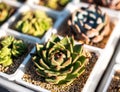 Closeup of small potted succulent plants