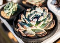 Closeup of small potted succulent plants