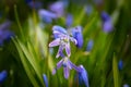 Closeup of small purple Scilla flowers growing in a green meadow. Royalty Free Stock Photo