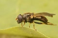 Closeup on the small Ragwort Blacklet hoverfly, Cheilosia bergenstammi, sitting on a leaf