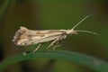 Closeup on the small and rare Dame's Rocket moth, Plutella porrecella sitting on grass