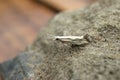 Closeup on the small, rare Dame's Rocket moth, Plutella porrecella sitting on the ground