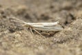 Closeup on the small, rare Dame's Rocket moth, Plutella porrecella sitting on the ground