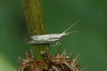 Closeup on the small and rare Dame's Rocket moth, Plutella porrectella