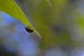 Closeup of a small red beetle perching on a green leaf on the blurred background Royalty Free Stock Photo