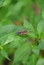 closeup the small red black color austin bug insect hold on chilly plant leaf soft focus natural green brown background Royalty Free Stock Photo