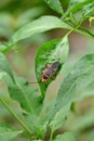 closeup the small red black color austin bug insect hold on chilly plant leaf soft focus natural green brown background Royalty Free Stock Photo