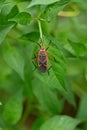 closeup the small red black color austin bug insect hold on chilly plant leaf soft focus natural green brown background Royalty Free Stock Photo