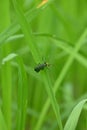 closeup the small red black color firefly beetle insect hold on paddy plant leaf soft focus natural green brown background