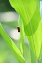 closeup the small red black color weevil insect hold on corncob leaves soft focus natural green brown background Royalty Free Stock Photo