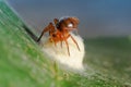 Closeup a small red spider is building a nest Royalty Free Stock Photo
