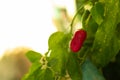 Closeup of a small red very hot chilli pepper being grown at home, tiny vegetable surrounded by green fresh leaves Royalty Free Stock Photo