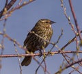 Closeup of a  small Redwinged perched atop a tree branch with a blurry background Royalty Free Stock Photo