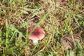 Russula in forest with moos and grass in background