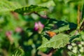 Closeup of a small skipper butterfly on green leaves under the sunlight with a blurry background