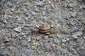 Closeup of a small snail on the ground covered in stones with a blurry background Royalty Free Stock Photo