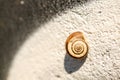 Closeup of a small snail shell on the wall under the sunlight with a blurry background Royalty Free Stock Photo