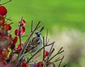 Closeup of Small Sparrow Snuggled within a Bush Royalty Free Stock Photo