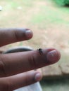 Closeup of small spider on a mans finger Royalty Free Stock Photo