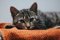 Closeup of a small striped gray cat lying on a blanket on a wall heater Royalty Free Stock Photo