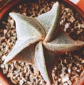 Closeup of a small succulent plant like a pentacle