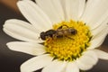 Closeup on a small Thick-legged hoverfly, Syritta pipiens sitting on a yeelow white flower