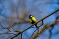 Closeup small titmouse sit on tree branch