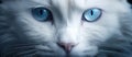 Closeup of a small to mediumsized cat, with white fur and blue eyes Royalty Free Stock Photo