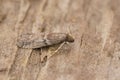 Closeup on the small Tobacco Moth, Ephestia elutella, sitting on wood